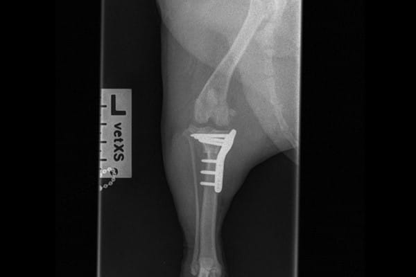 Post Surgery Ruby 2