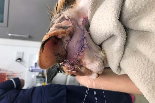 Ginny At End Of Op