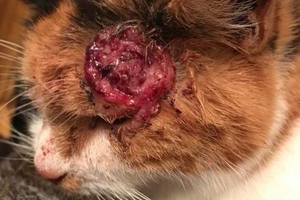 Ginny's Tumour Before Surgery